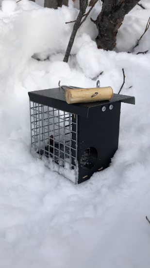 Bilde av syningfella - Røyskatt 