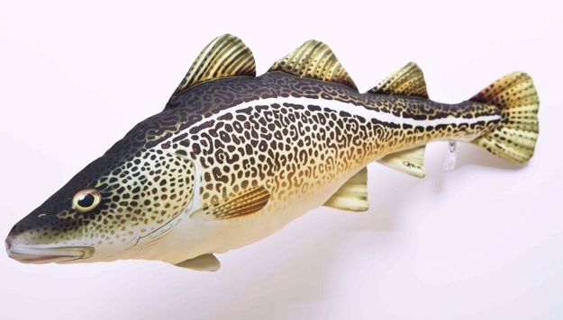 Bilde av Atlantic Cod 75cm