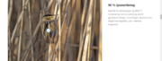Bilde av ZEISS Conquest HD 8x42